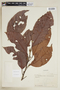 Allophylus dodsonii A. H. Gentry, ECUADOR, F