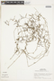 Oldenlandia lancifolia (Schumach.) DC., PERU, F