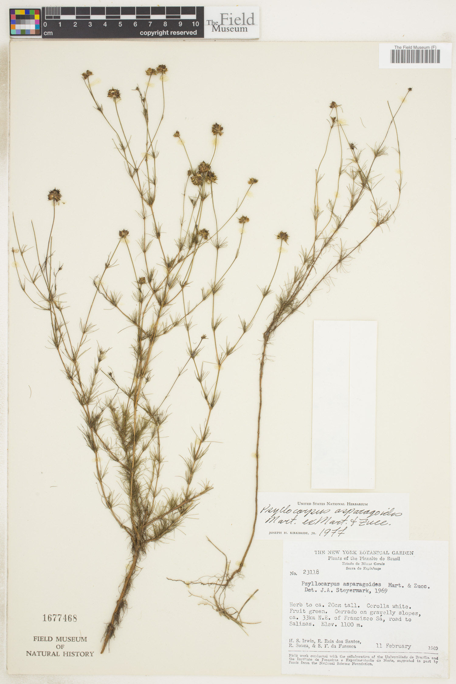 Psyllocarpus asparagoides | Rapid Reference | The Field Museum