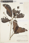 Macrocnemum roseum (Ruíz & Pav.) Wedd., BOLIVIA, F