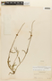 Mitracarpus bacigalupoae E. L. Cabral & et al., PARAGUAY, F