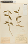 Mitracarpus frigidus (Willd. ex Roem. & Schult.) K. Schum., PARAGUAY, F