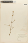 Mitracarpus hirtus (L.) DC., ARGENTINA, F