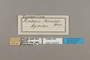 124613 Dynamine anubis labels IN