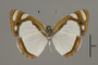 124618 Dynamine agacles v IN