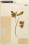 Albizia saman (Jacq.) F. Muell., British Guiana, B. E. Dahlgren 43429, F