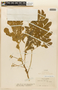 Albizia saman (Jacq.) F. Muell., COLOMBIA, F