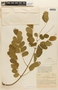 Albizia saman (Jacq.) F. Muell., COLOMBIA, F