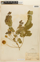 Albizia saman (Jacq.) F. Muell., PERU, F