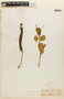 Albizia saman (Jacq.) F. Muell., BOLIVIA, F