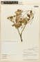 Albizia saman (Jacq.) F. Muell., ECUADOR, F