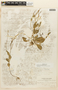 Cardamine chenopodifolia DC., BOLIVIA, F