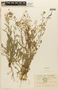 Capsella bursa-pastoris (L.) Medik., ECUADOR, F