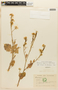 Brassica nigra (L.) W. D. J. Koch, ECUADOR, F