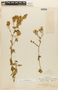 Cremolobus peruvianus (Lam.) DC., ECUADOR, F