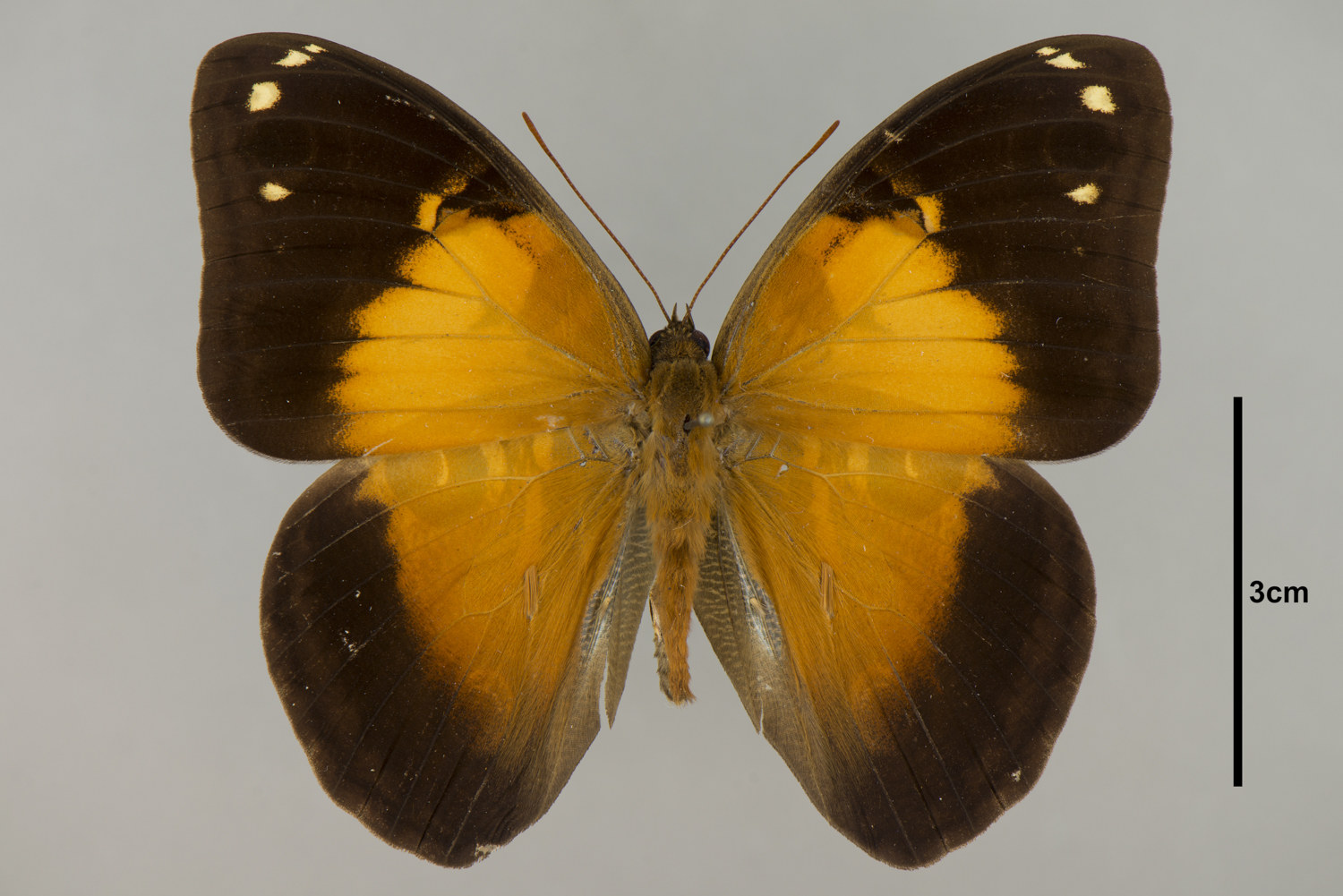 FMNH FMNHINS 0000 125 127 | Zoological Collections