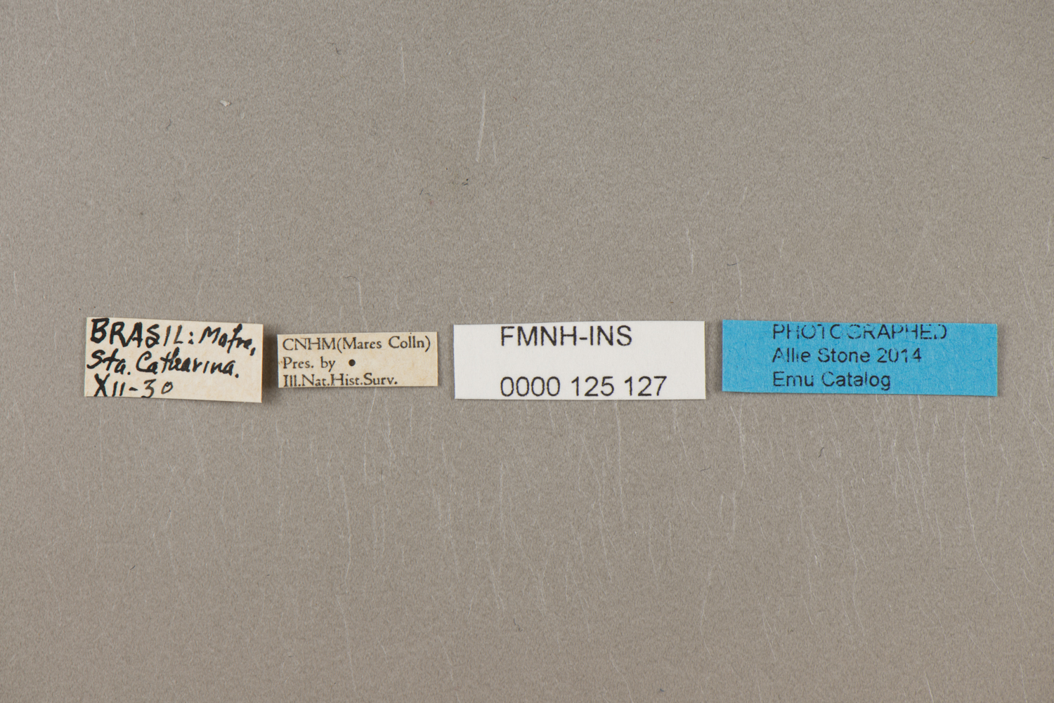 FMNH FMNHINS 0000 125 127 | Zoological Collections