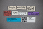 2819857 Stenus adnexus ST labels2 IN