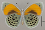 124646 Asterope sapphira v IN