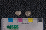 IMLS Silurian Reef Digitization Project, Image of a Silurian brachiopod UC 37455