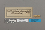 124650 Asterope leprieuri depuiseti labels IN