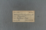 IMLS Silurian Reef Digitization Project, Image of a Silurian brachiopod label UC 1931