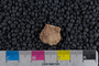 IMLS Silurian Reef Digitization Project, Image of a Silurian brachiopod P 11948