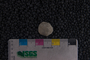 IMLS Silurian Reef Digitization Project, Image of a Silurian brachiopod PE 76822