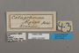 124655 Callicore lyca aegina labels IN