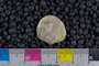 IMLS Silurian Reef Digitization Project, Image of a Silurian brachiopod UC 2519