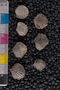IMLS Silurian Reef Digitization Project, Image of a Silurian brachiopod UC 2629