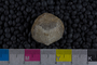 IMLS Silurian Reef Digitization Project, Image of a Silurian brachiopod UC 2695