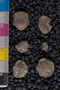 IMLS Silurian Reef Digitization Project, Image of a Silurian brachiopod UC 4458