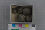 IMLS Silurian Reef Digitization Project, Image of a Silurian brachiopod UC 13683