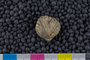 IMLS Silurian Reef Digitization Project, Image of a Silurian brachiopod UC 13694