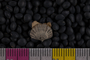 IMLS Silurian Reef Digitization Project, Image of a Silurian brachiopod UC 22137