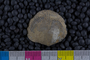 IMLS Silurian Reef Digitization Project, Image of a Silurian brachiopod UC 22139
