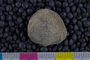 IMLS Silurian Reef Digitization Project, Image of a Silurian brachiopod UC 22139