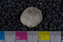 IMLS Silurian Reef Digitization Project, Image of a Silurian brachiopod UC 22264
