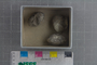 IMLS Silurian Reef Digitization Project, Image of a Silurian brachiopod UC 36175