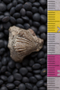 IMLS Silurian Reef Digitization Project, Image of a Silurian brachiopod UC 28720