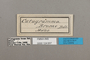 124657 Callicore brome labels IN