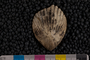 IMLS Silurian Reef Digitization Project, Image of a Silurian brachiopod P 11954