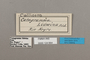 124664 Diaethria eluina lidwina labels IN