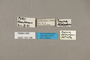 125148 Archaeoprepona demophon extincta labels IN