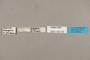 125152 Archaeoprepona amphimachus labels IN