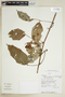 Paullinia elegans subsp. neglecta (Radlk.) D. R. Simpson, BOLIVIA, F