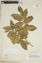Paullinia hispida Willd., PERU, F
