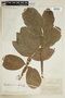 Paullinia macrophylla Cambess., COLOMBIA, F