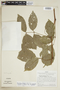 Paullinia elegans subsp. neglecta (Radlk.) D. R. Simpson, PERU, F